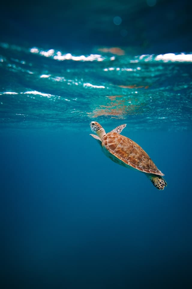 Les 15 plus belles créatures marines du monde